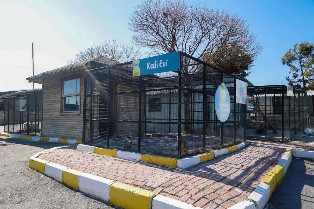 Uşak'ta patili dostlar Geçici Hayvan Bakımevi’nde güvende 4